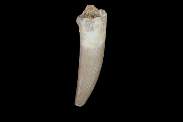 Fossil Plesiosaur (Zarafasaura) Tooth - Morocco #78412